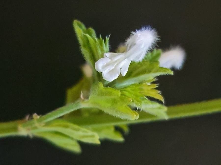 Leucas glabrata