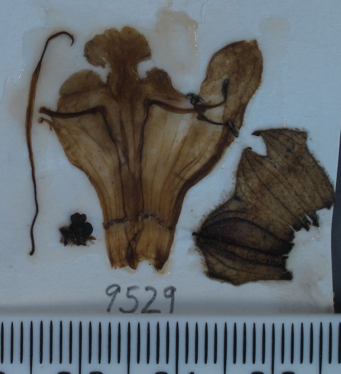 Salvia 6