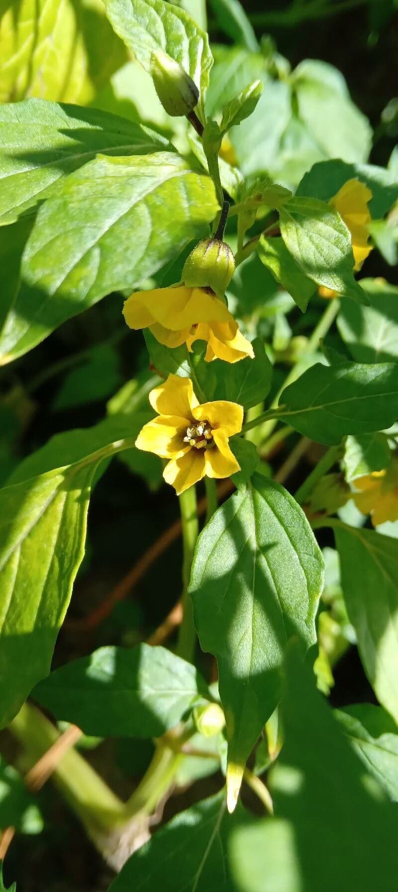 Tomatillo 9