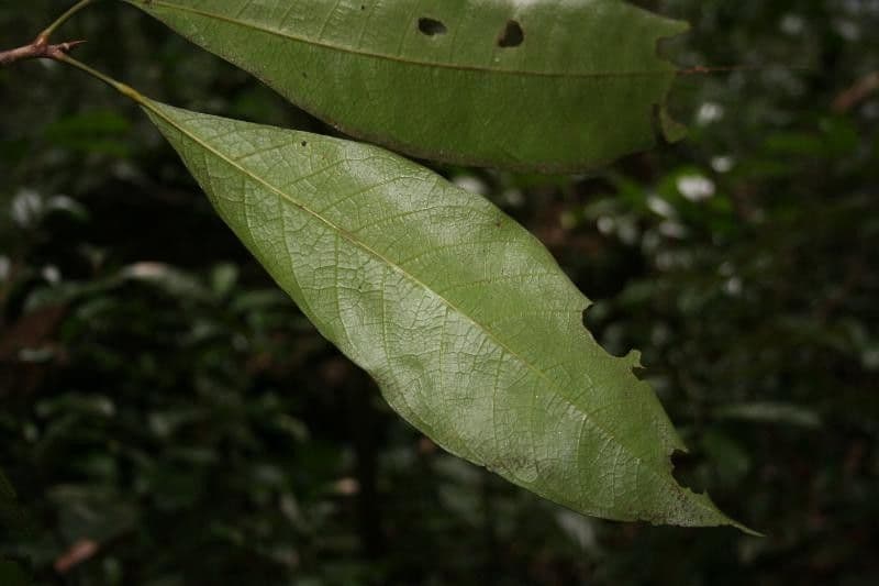 Sagotia 7