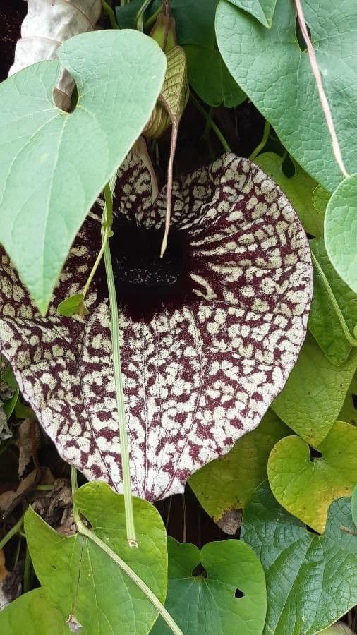 Fiore d'anatra 19