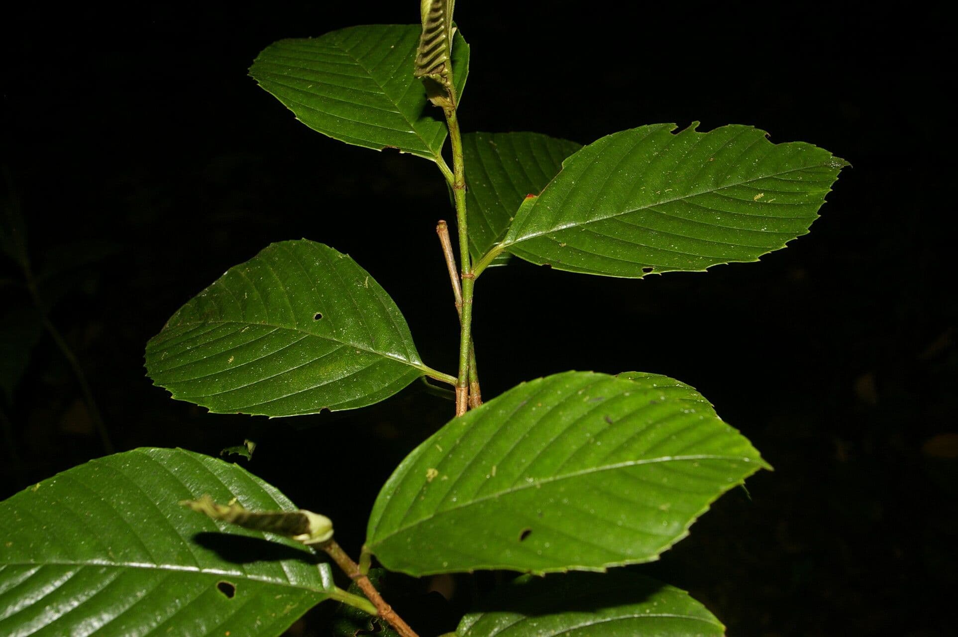 Ticodendron 8