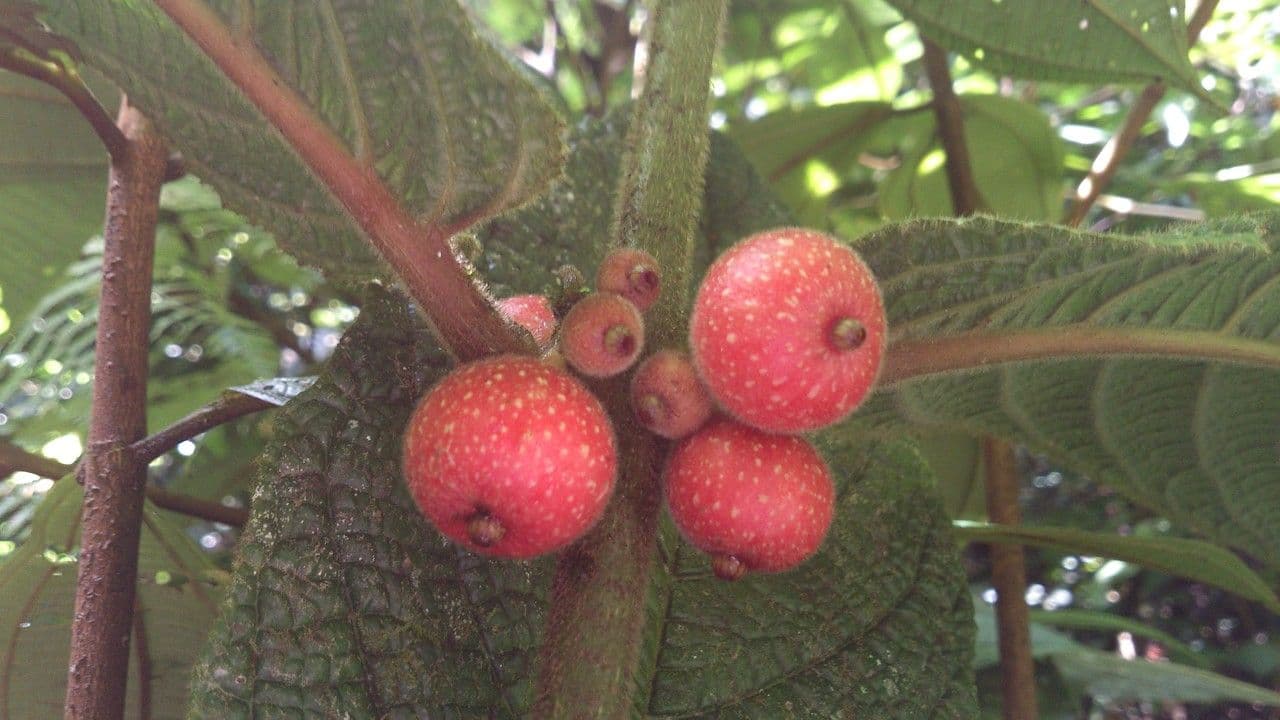 Siparuna 5