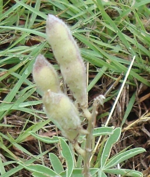 Lupinus texensis 3