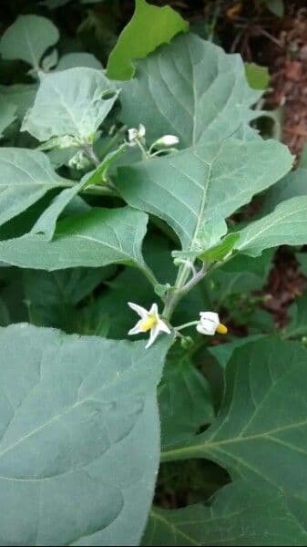 Solanum chenopodioides 6