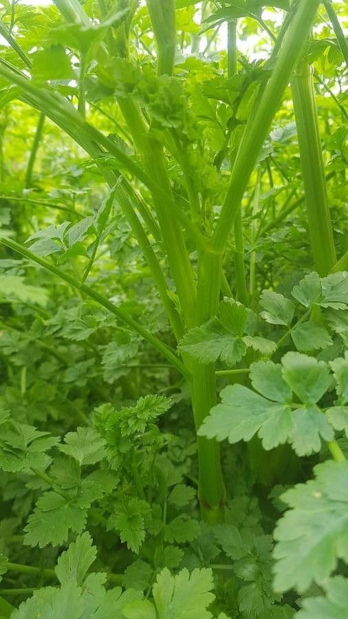 Finocchio acquatico 24