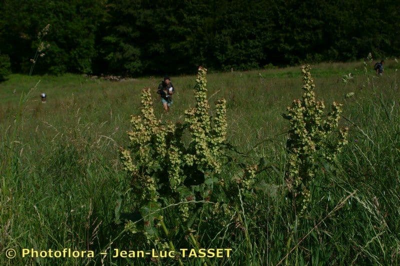 Acetosa aquitana 8