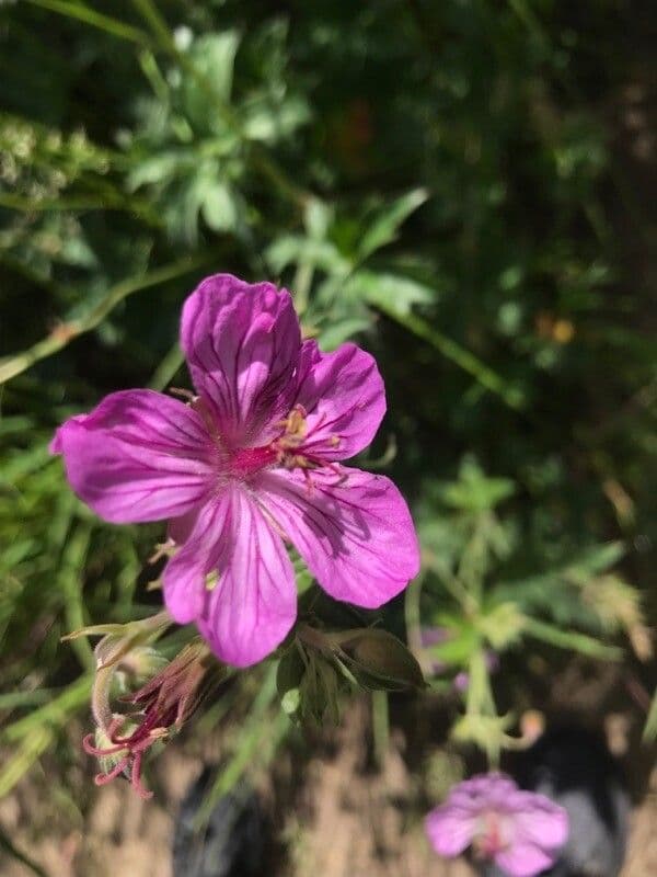Géranium très visqueux