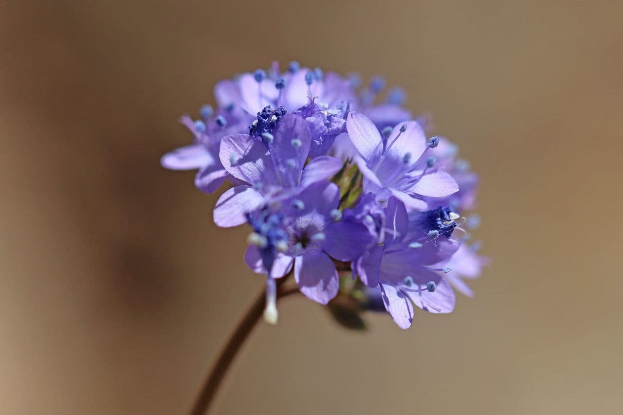 Achillea-Gilie 4