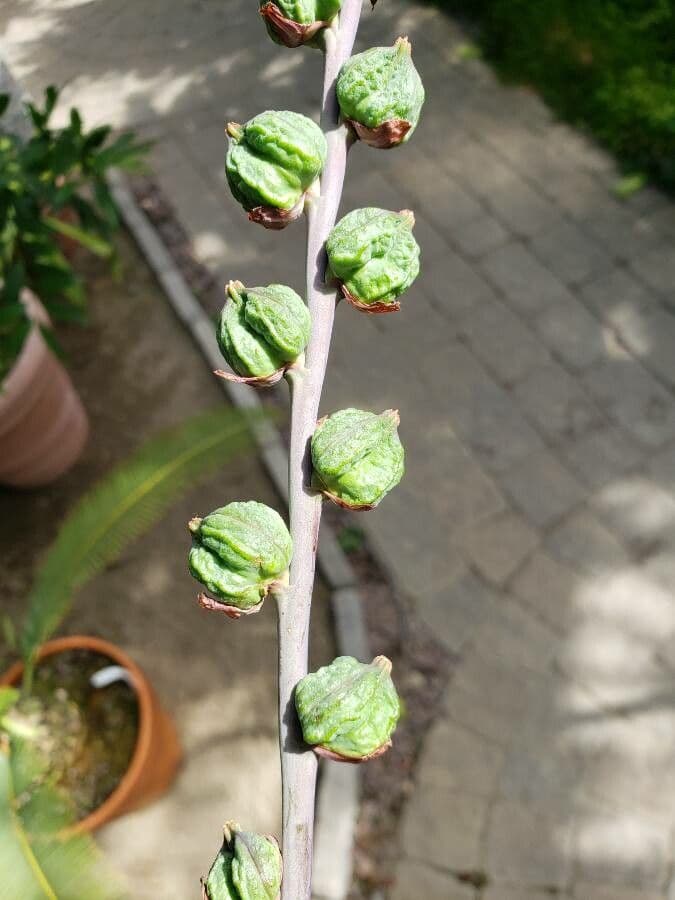 Chasmanthe aethiopica 5