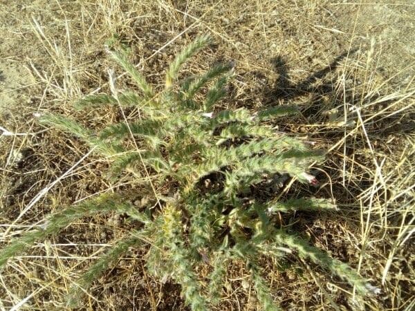 Echium asperrimum 27
