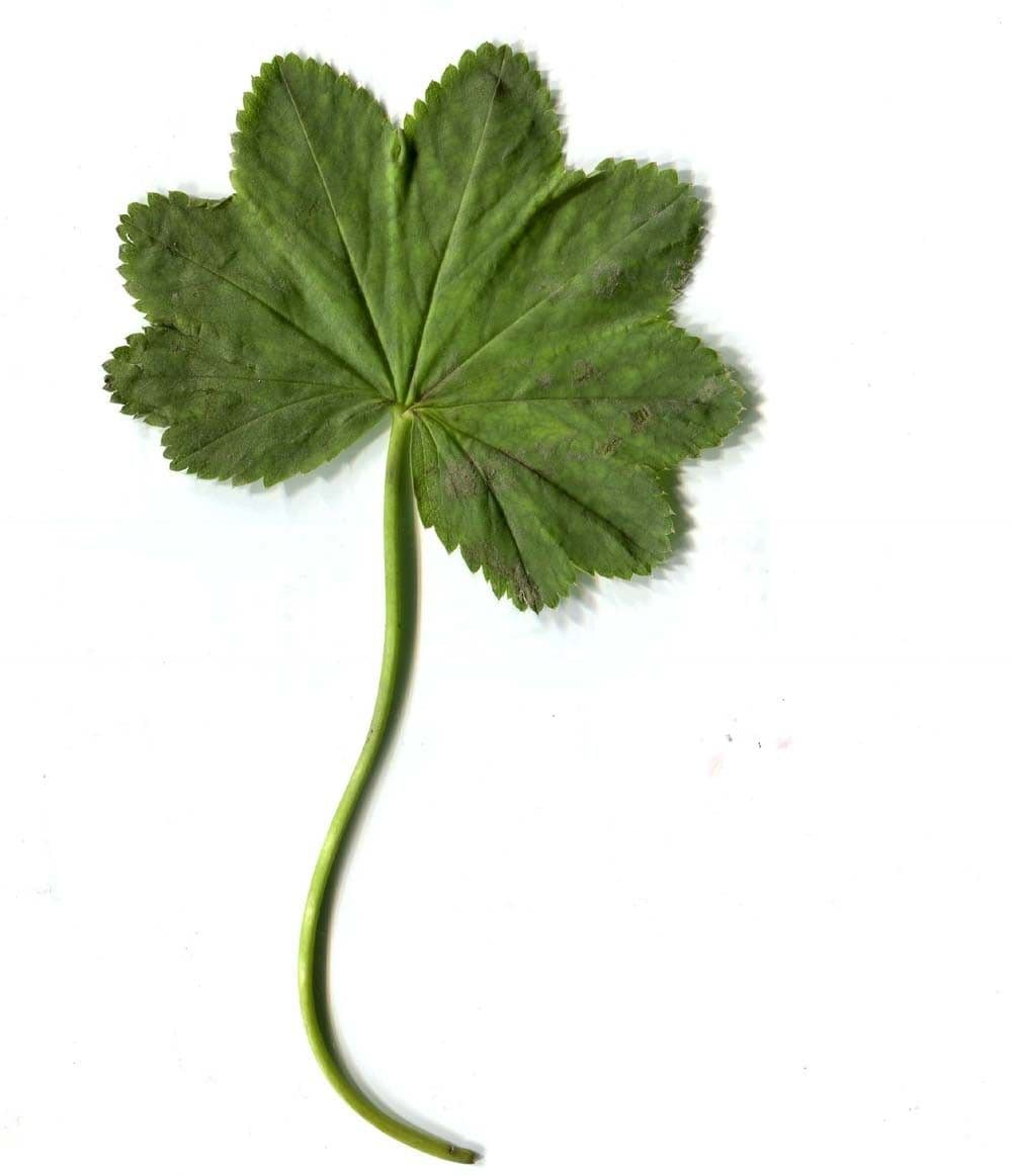 Alchemilla glabra 23