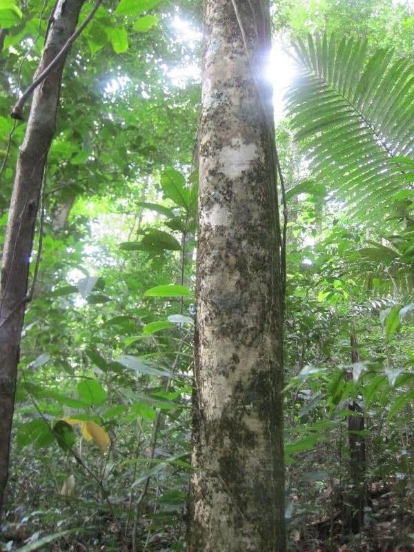 Leonia glycycarpa