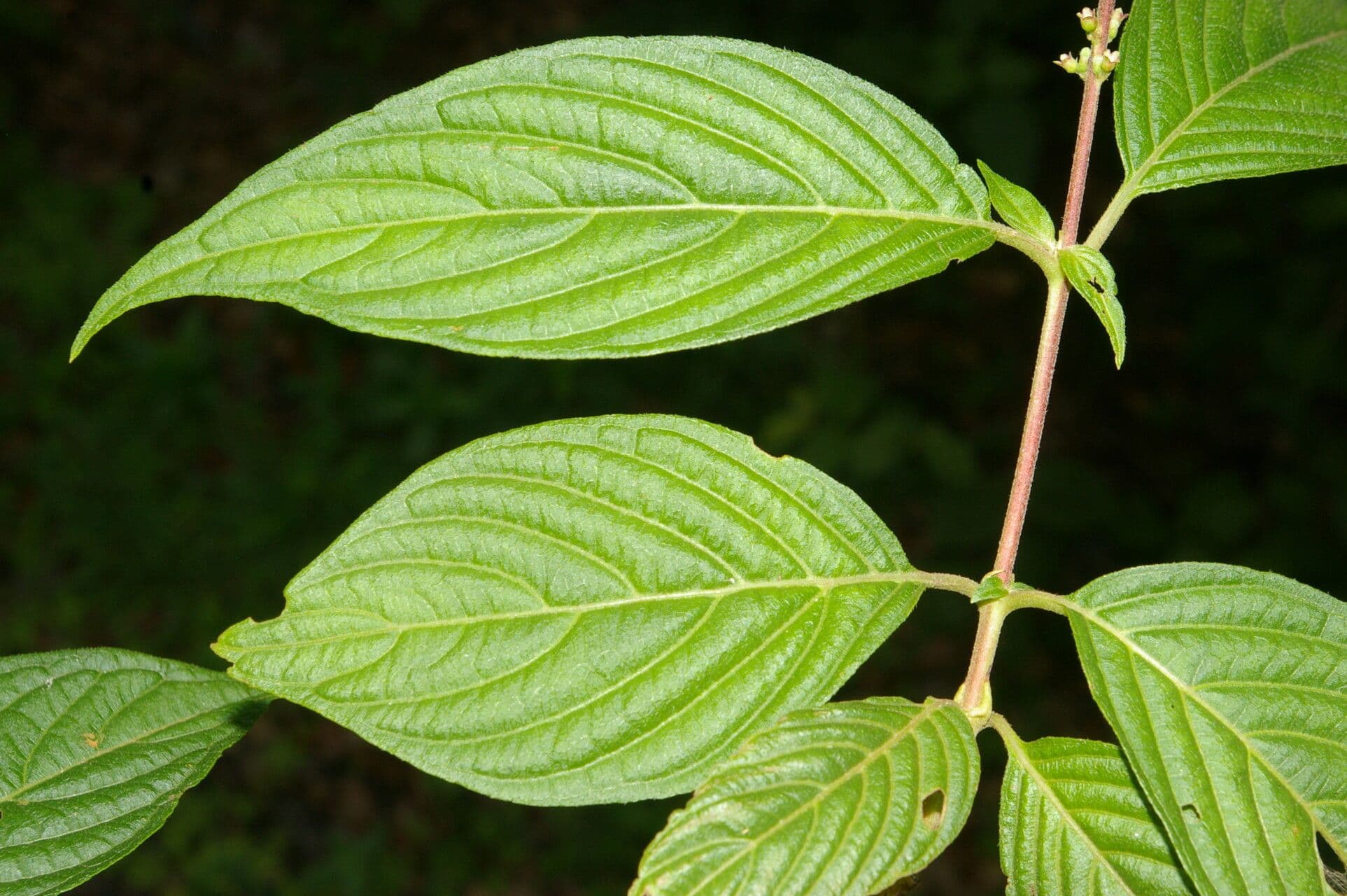 Gonzalagunia 8