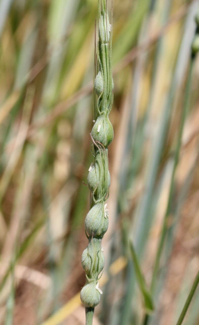 Aegilops ventricosa 2