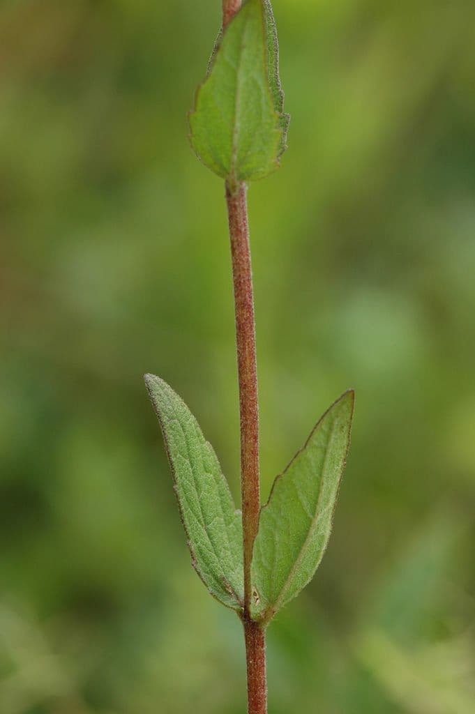 Eupatorio peloso 7