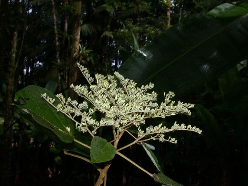 Heliocarpus 26