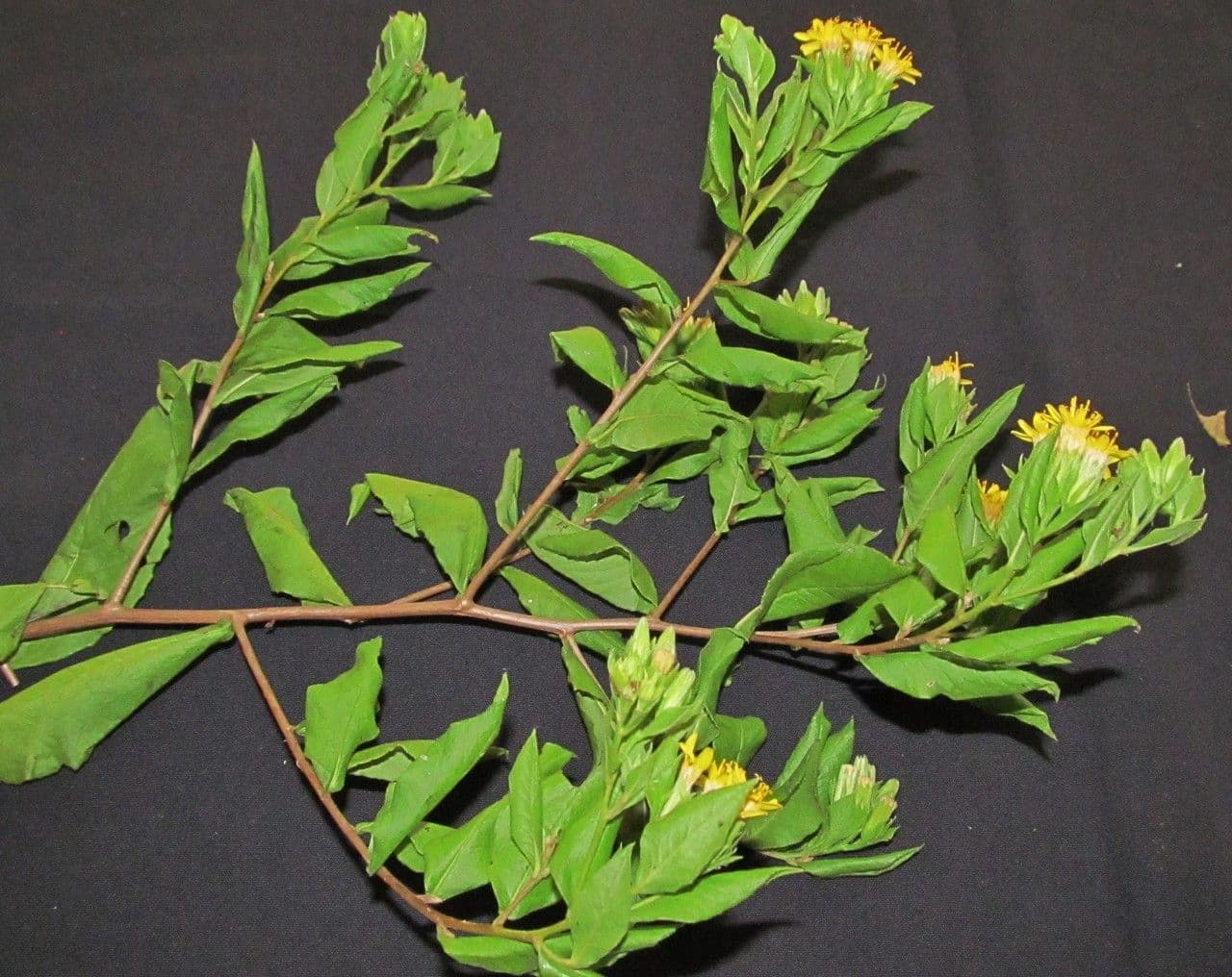 Trixis inula 19