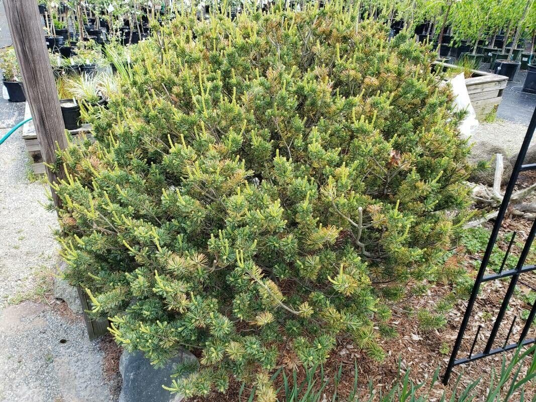 Pino parviflora 14