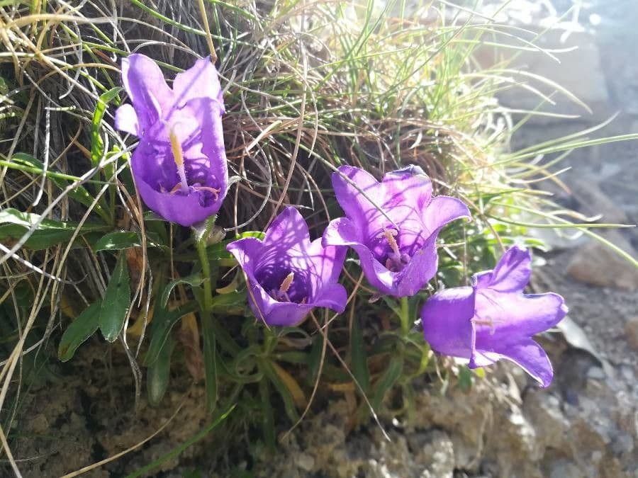 Campanula alpestre 2