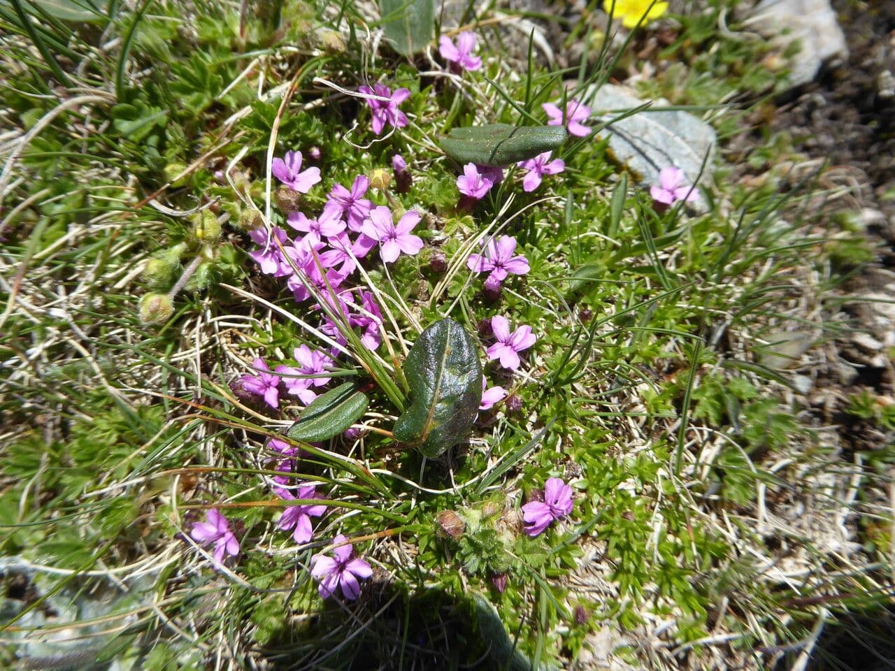 Silene a cuscinetto 12