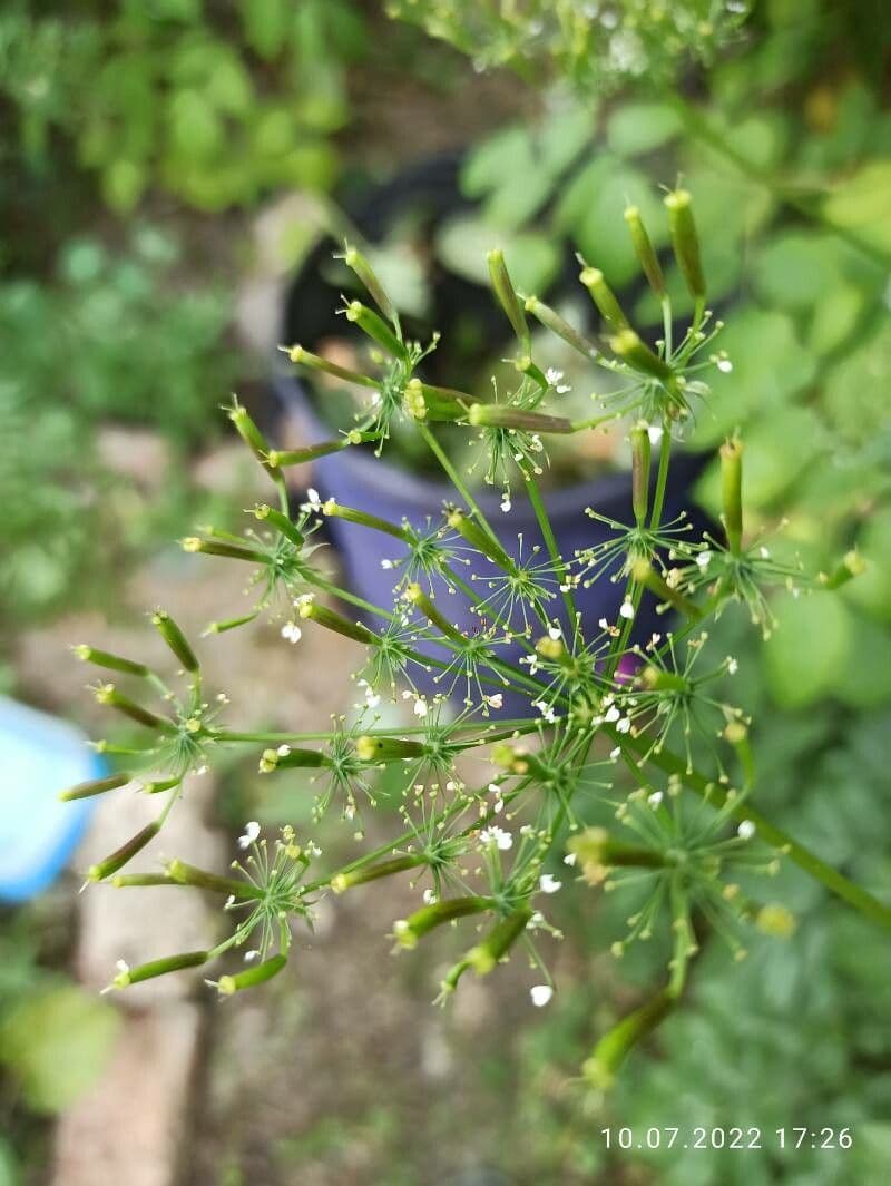 Cerfoglio aromatico