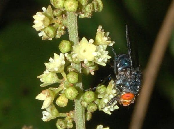 Hopfenblättrige Gouania 8