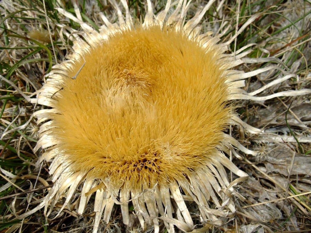 Akantusblättrige Eberwurz 4