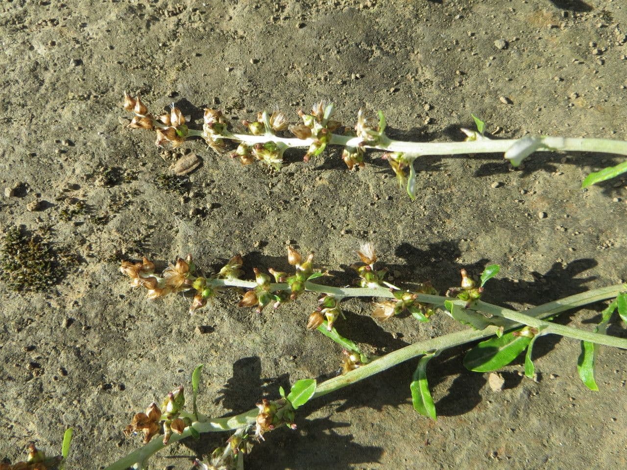Gnaphalium americano 10