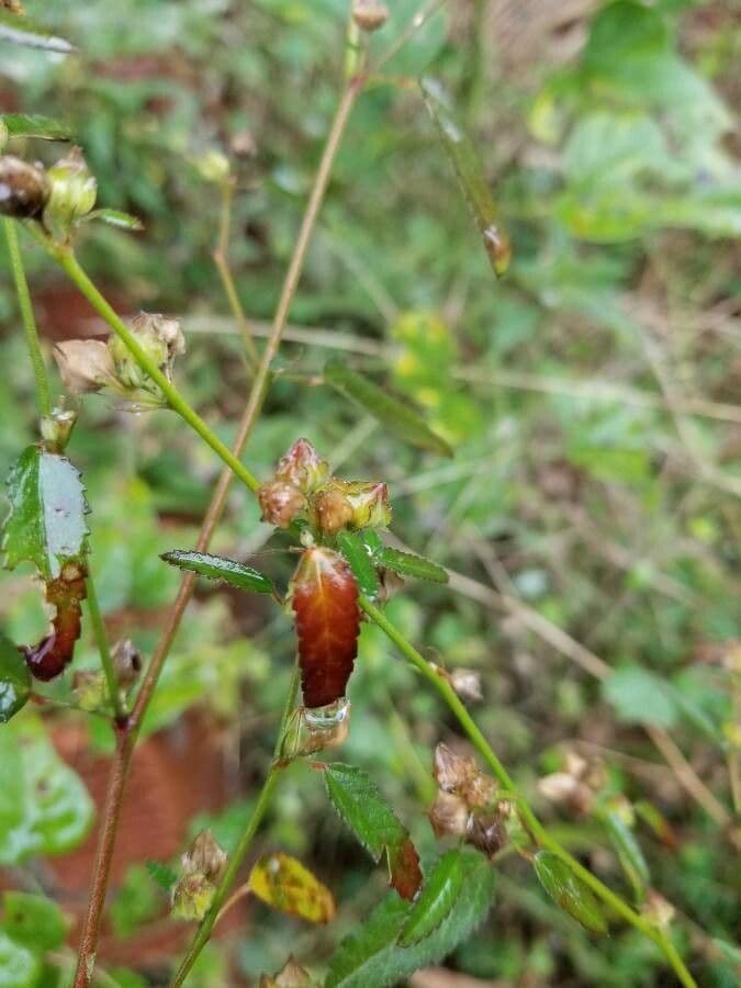 Sida spinosa