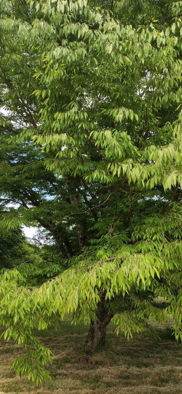 Zelkova 5