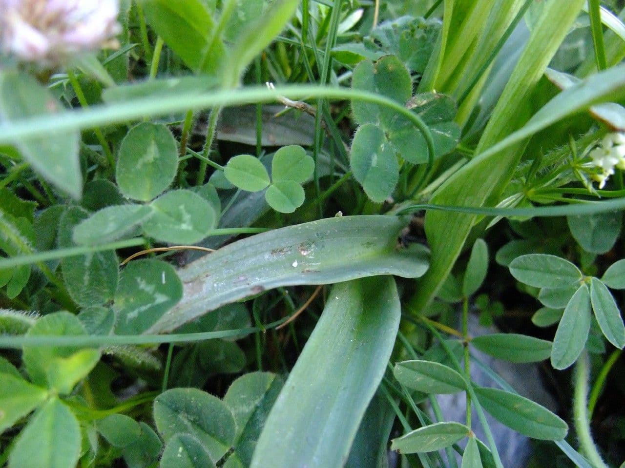 Orchide bruciacchiata 15