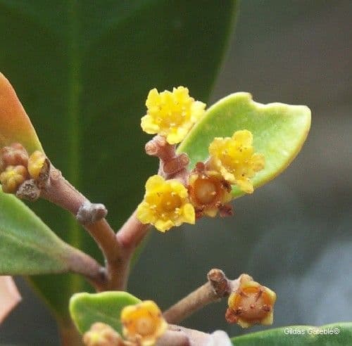 Tristaniopsis