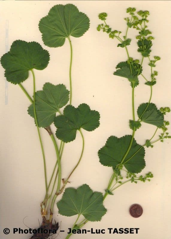 Alchemilla glabra 10