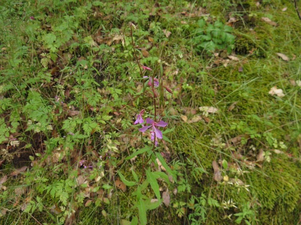 Clarkia modesta 6