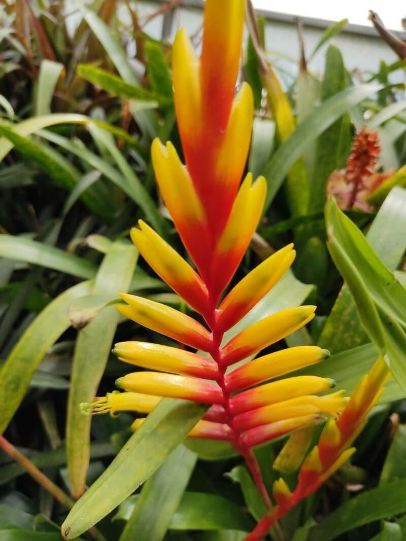 Vriesea 5