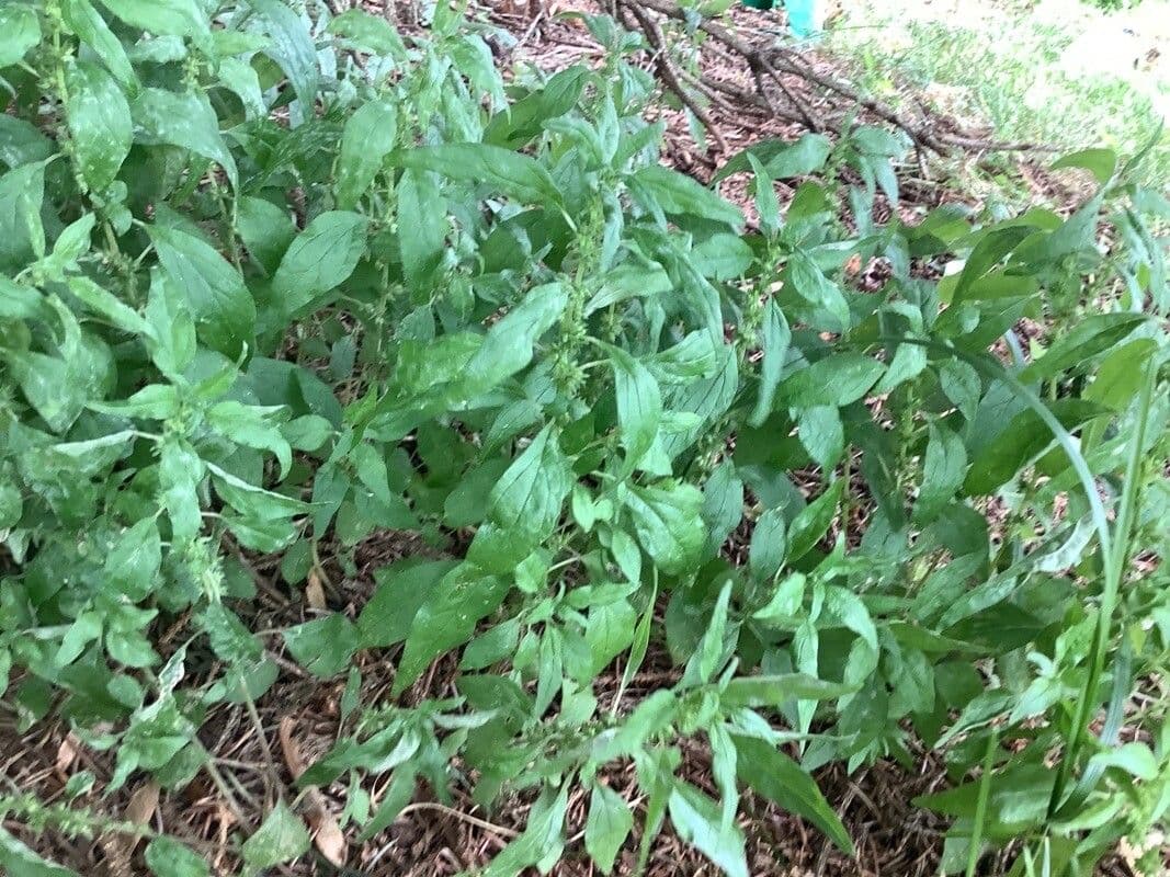 Parietaria pensilvanica 4