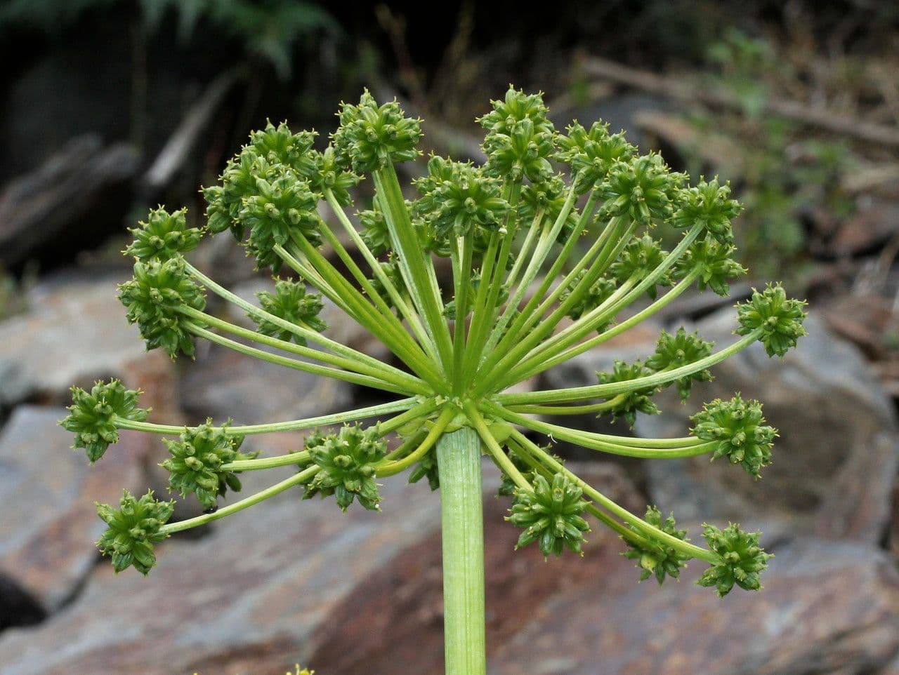 Molopospermum