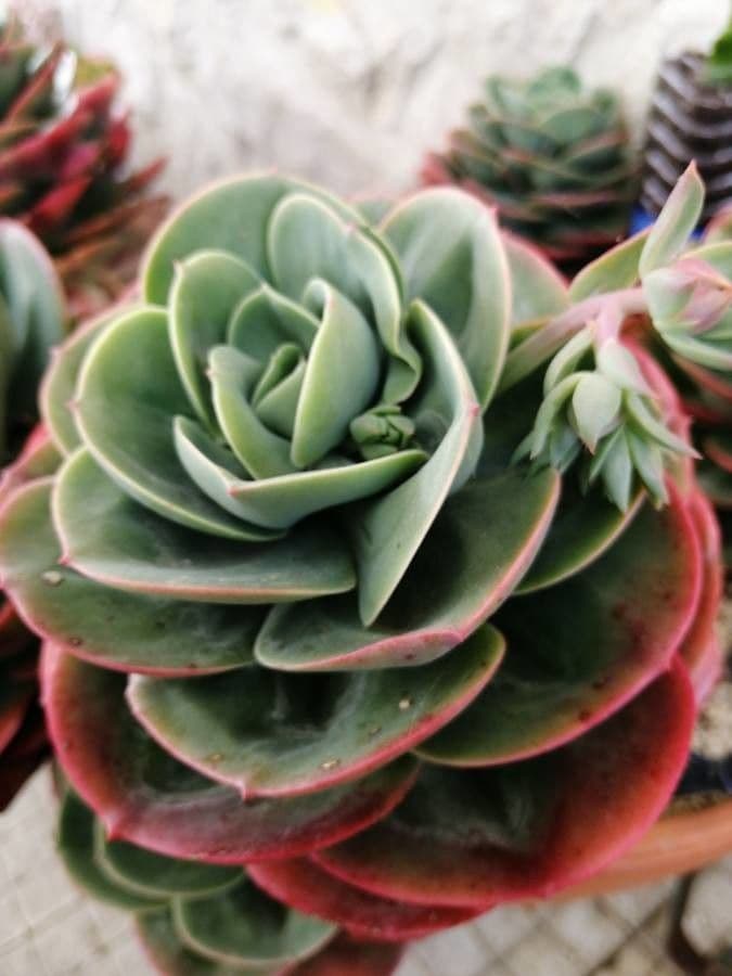 Echeveria secunda 21
