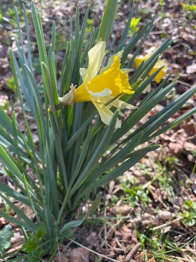 Narciso trombetta 16