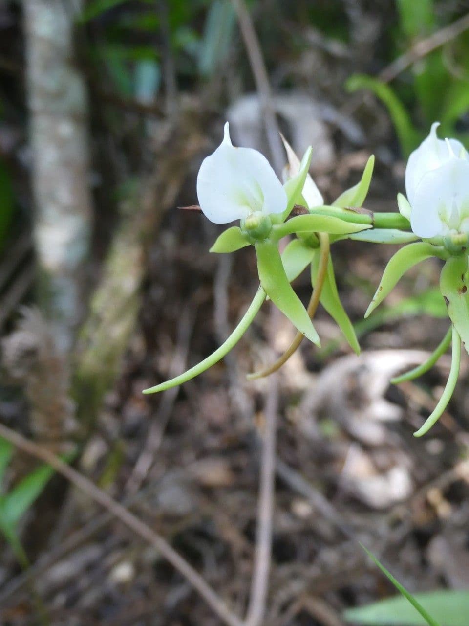 Angraecum eburneum 4