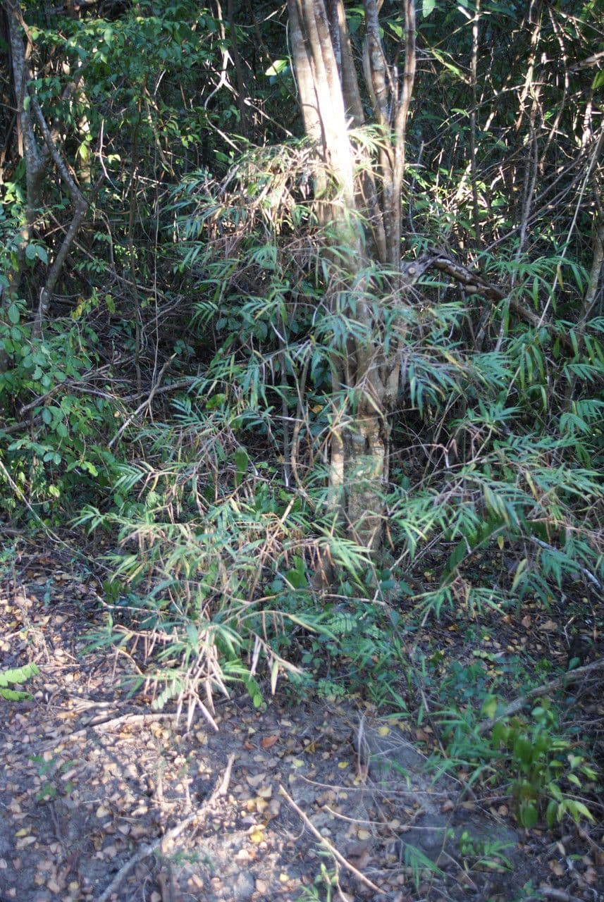 Breitbuschige Lasiacis 3