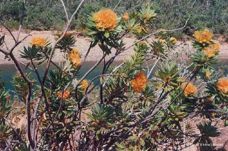 Xanthostemon 12