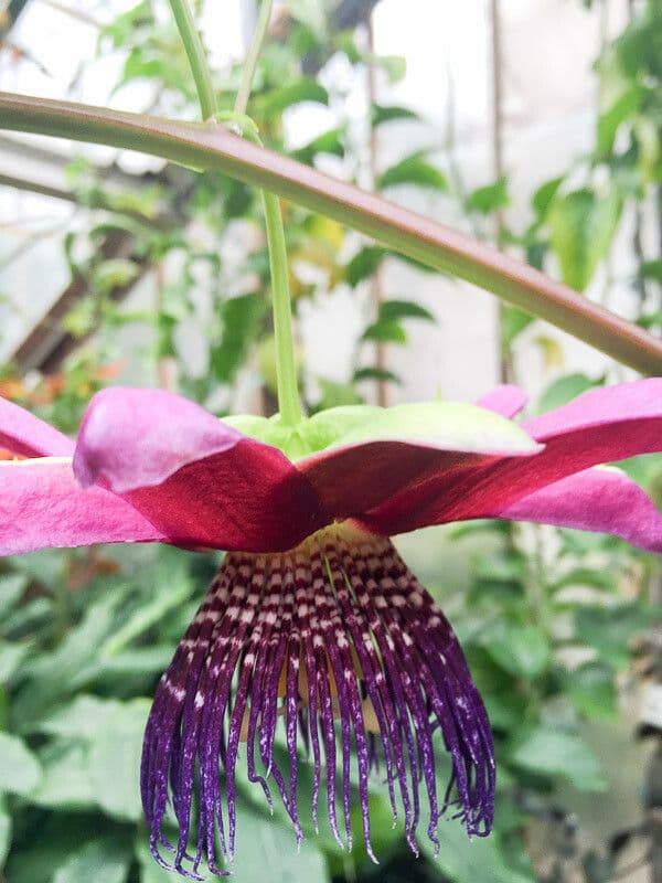 Passiflora ambigua 10