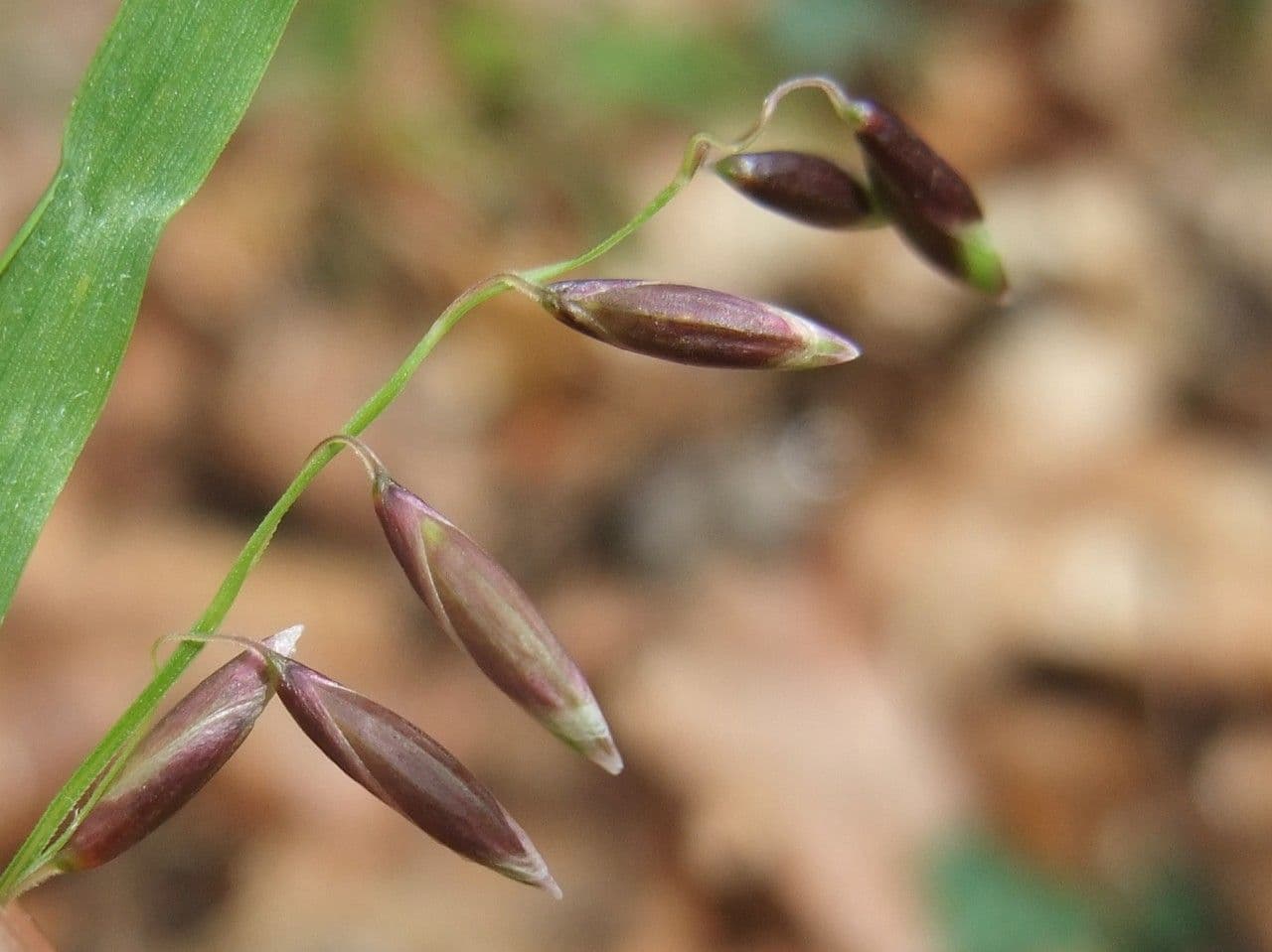 Erba perla pendula 8