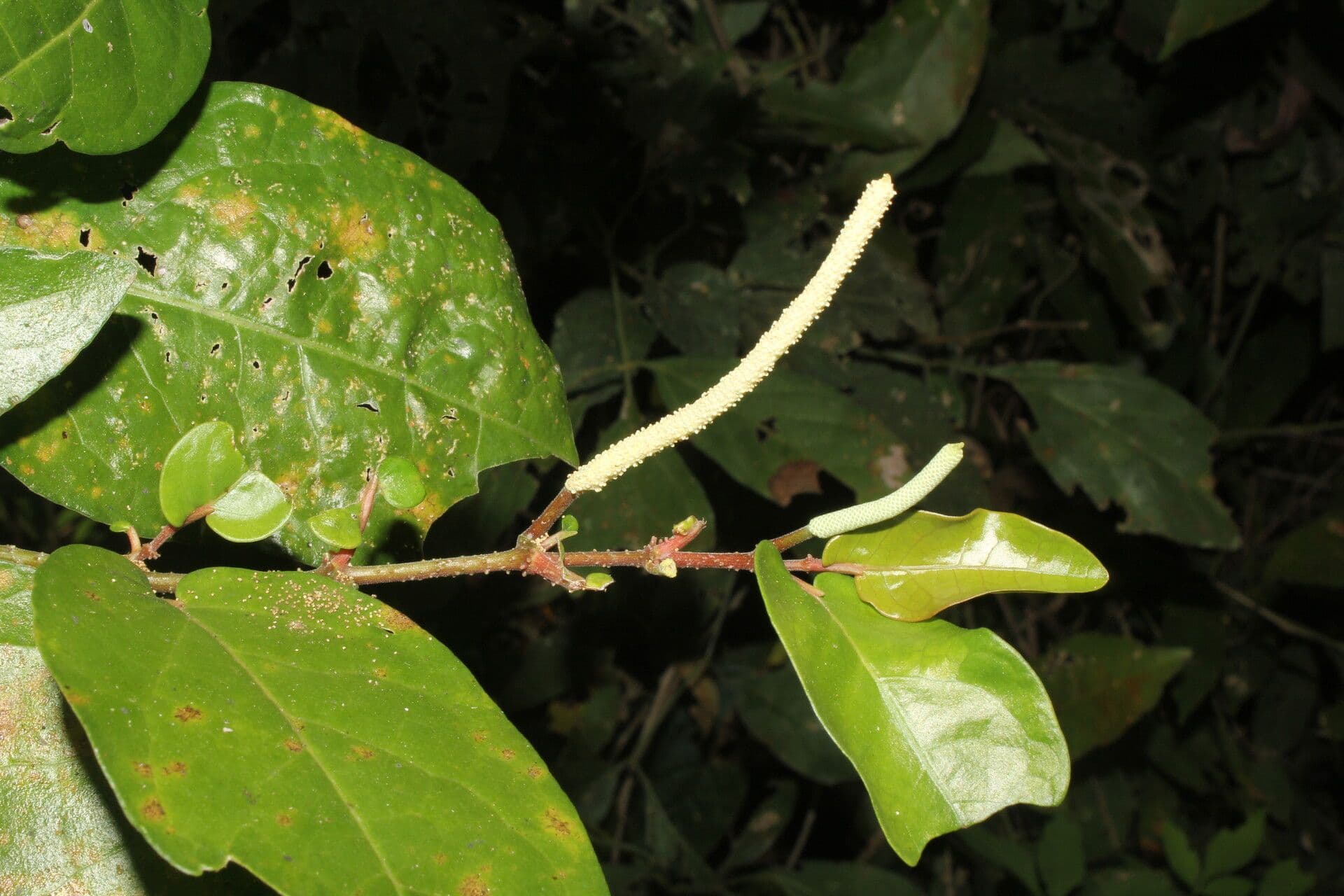 Pimienta tuberculada 20