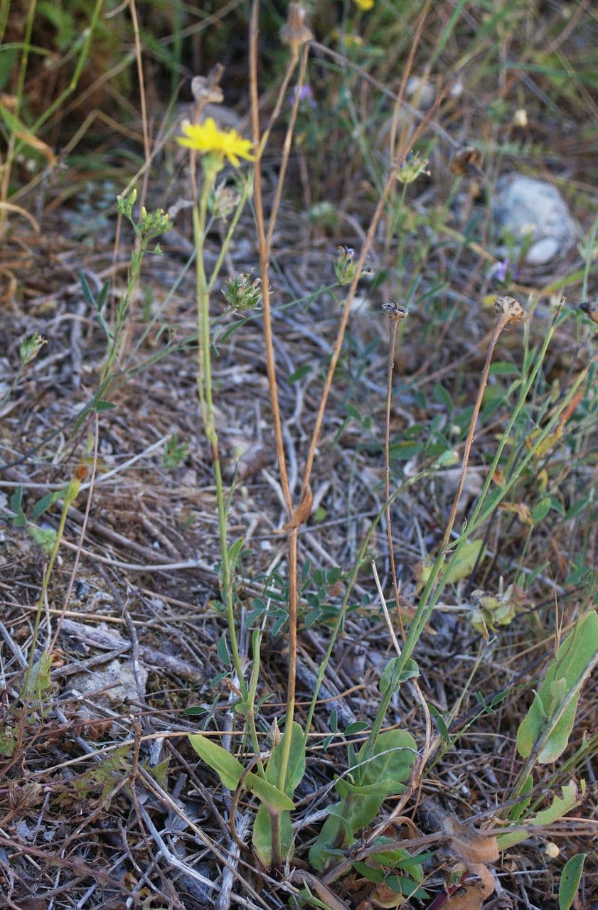 Reichardia 6