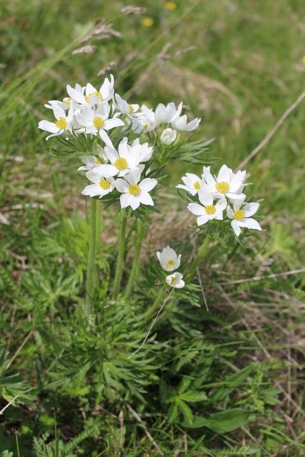 Anemone narcissiflora 19
