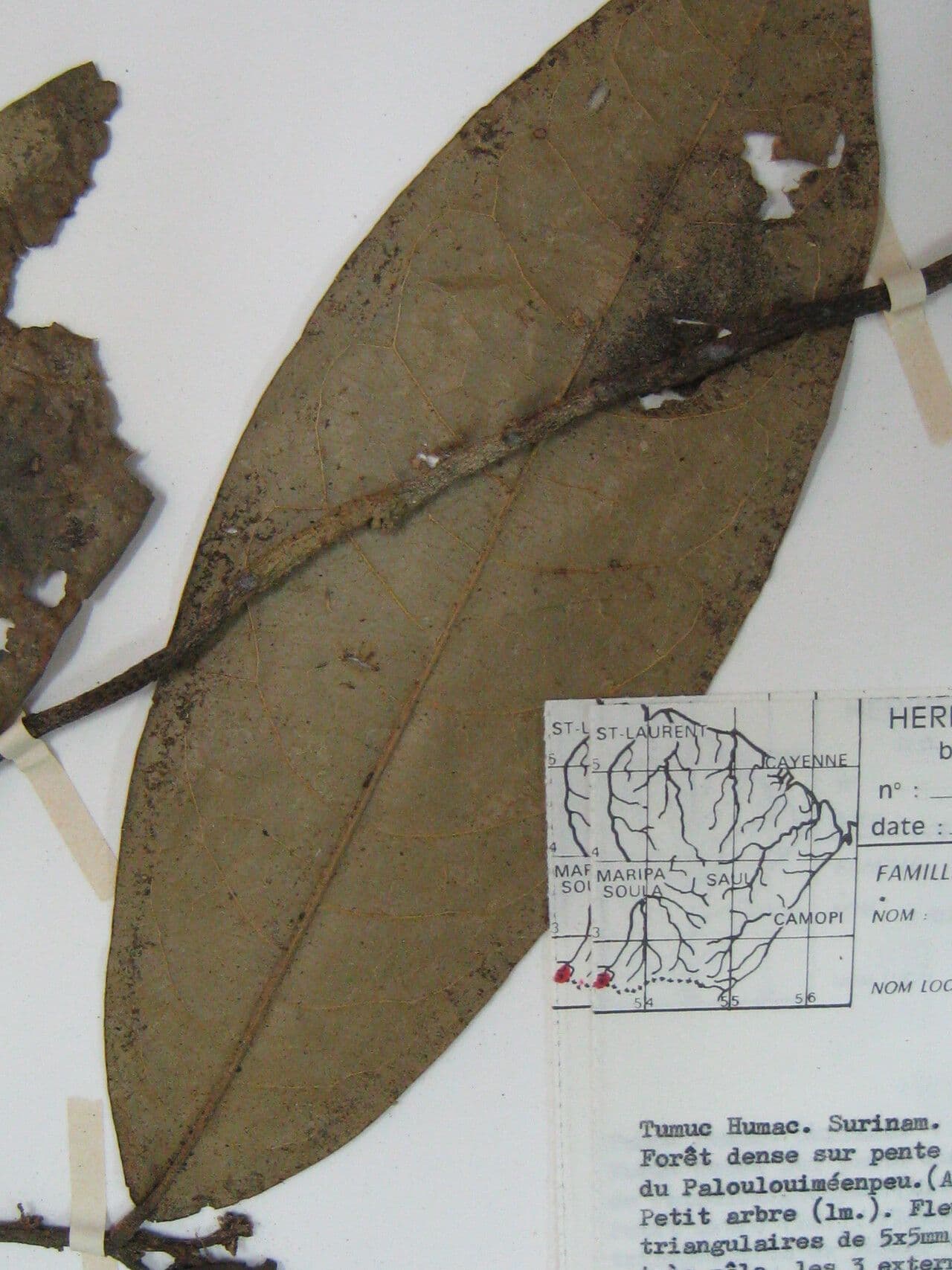 Duguetia 9