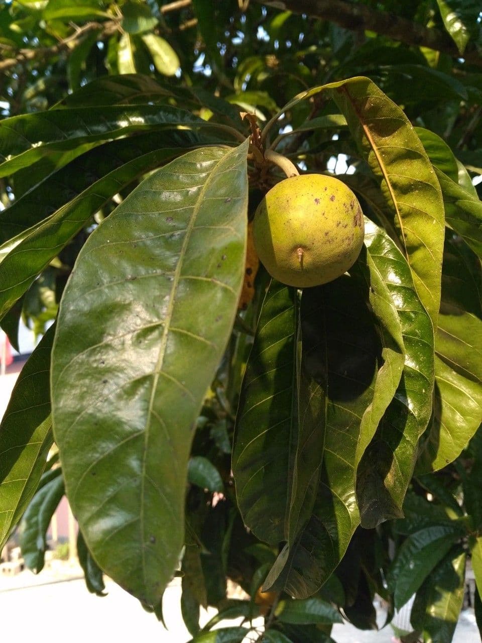 Planchonella